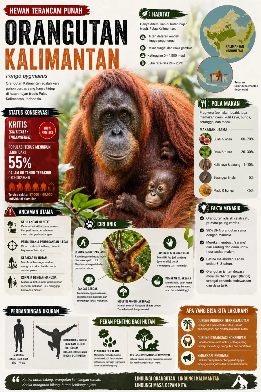 Hewan Terancam Punah Orangutan Kalimantan Habitat dan Ancaman - Poster / Infografis Umum Infografis Lingkungan