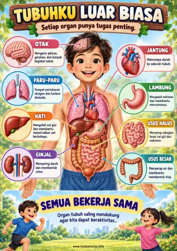Organ Tubuh Manusia Luar Biasa dan Fungsinya - Poster / Infografis